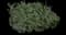 Evergreen Japanese Euonymus Shrub — design image 2