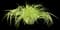 Japanese Forest Grass — design image 6