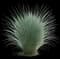 Blue Oat Grass — design image 1