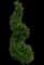 'Graham Blandy' Columnar Boxwood — design image 2