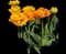 Tulip 'Sun Lover' — design image 1