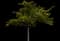 Honeylocust Tree — design image 3