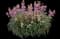 Sunstrong™ Bicolor Purple Erysimum hybrida — design image 1