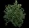 Butterfly Bush — design image 3