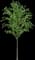 European White Elm — design image 5