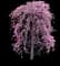 Ruby Falls™ Weeping Eastern Redbud — design image 1