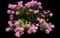 Bigleaf hydrangea — design image 14