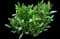 Showy Fleabane — design image 1