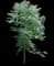 Baby Blue Eucalyptus Plant — design image 1