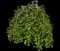 Covey Lavender Twist® Weeping Eastern Redbud — design image 4