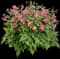 Poppy Anemone — design image 1