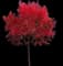 Chinese Pistache Tree — design image 1