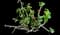 Jade Plant — design image 14