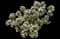 Carol Mackie Daphne — design image 15