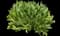 Yarrow — design image 6