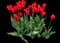 Tulip 'Laibela' — design image 2