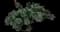 Little John Dwarf Bottlebrush — design image 8
