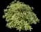 Tea Olive Shrub — design image 5