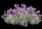 Mojave Sage — design image 1