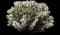 Whipple cholla — design image 3