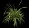 Variegated Spider Plant — design image 2
