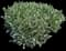 Cherry Laurel Shrub — design image 18