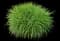 Switchgrass (Panicum) — design image 5