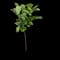 Fiddle-Leaf Fig Tree — design image 7