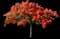 Poinciana Tree — design image 1