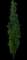 Beacon® Swamp White Oak Tree — design image 3