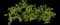 Dog Rose — design image 4