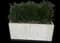Yew Podocarpus — design image 8
