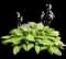 'Gold Standard' Hosta — design image 3