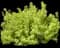 Festivus Gold® Ninebark — design image 1