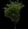 Weeping Fig Tree — design image 2