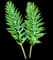 Persian fritillary — design image 6