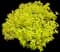 Gold Mound Spiraea — design image 1