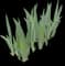 Iris — design image 3