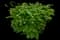 Burning Bush — design image 16