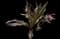 Giant spider lily — design image 2