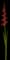 Gladiolus — design image 1