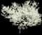 Royal White™ Redbud Tree — design image 1