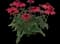Panama™ Red Coneflower — design image 1