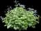 Jack of Diamonds Heartleaf Brunnera — design image 1