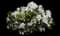 Bloom-A-Thon® White Reblooming Azalea — design image 1