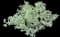 Tatarian Dogwood Shrub — design image 2