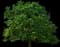 Northern Red Oak Tree — design image 1