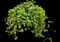Maculata Vinca Vine — design image 1