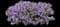 Phlox Plant — design image 1