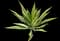 Giant Cabuya — design image 5